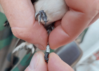 Inanellamento Ponza, catture medie intorno ai 200-300 uccelli al giorno