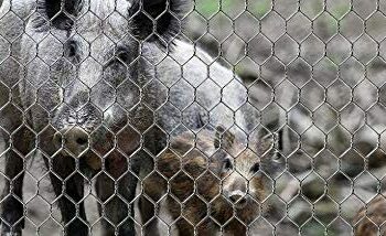 La rete da 140 chilometri per limitare i cinghiali al confine con Pavia