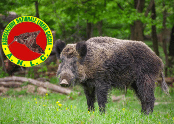 Libera Caccia: “I misteri della Peste Suina Africana”