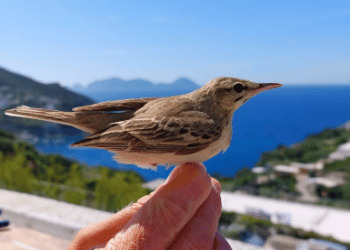 Inanellamento Isola di Ponza, un mese di maggio molto intenso