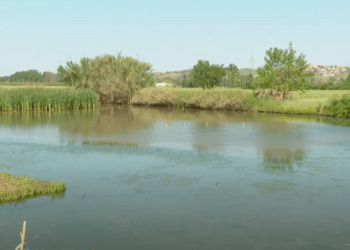 Laghi da caccia, oasi di biodiversità