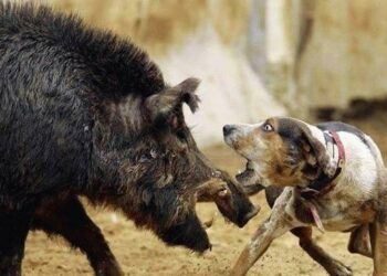 Semifinali nazionali per cani da seguita su cinghiale: i protagonisti in Umbria
