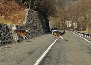 Trentino, altri 5 investimenti stradali di cervi e caprioli nella notte
