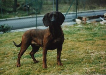 FIDC Bergamo, doppio appuntamento con i conduttori di cani da traccia il 14 e 15 maggio