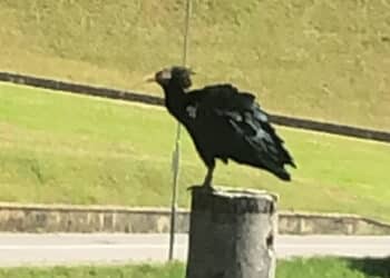 Ibis Eremita avvistato in Lombardia, FIDC sostiene da anni progetto per sua salvaguardia