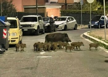 Roma, cameriere armato di spranga per difendere i clienti dai cinghiali