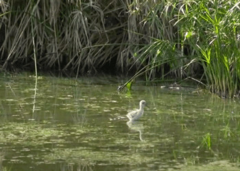 Laghi da caccia oasi per la riproduzione: nati i Cavalieri d’Italia