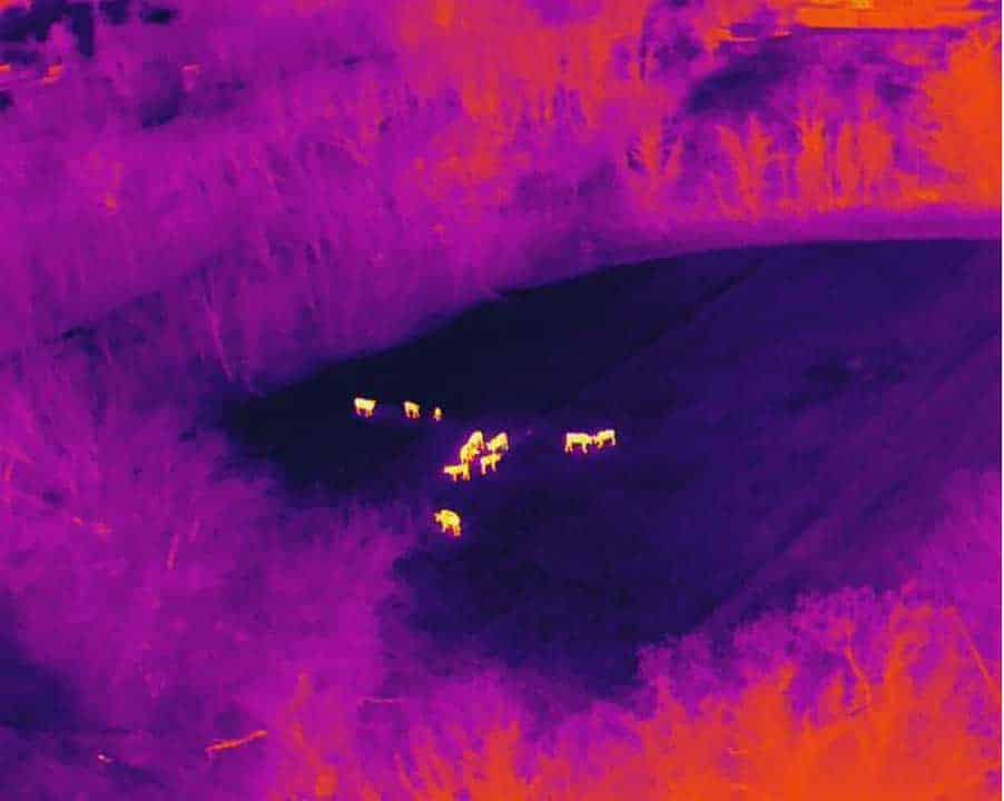 individuazione fauna selvatica con drone termico