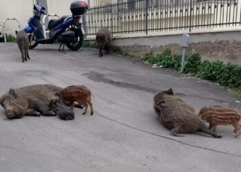 Roma, branco di cinghiali devasta un condominio nei pressi del Vaticano