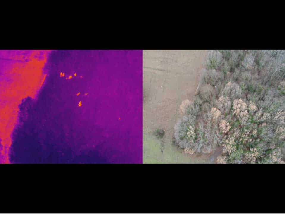 individuazione animali drone con telecamera termica