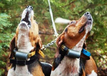 Federcaccia Brescia: cani da seguita, la forza di una tradizione