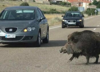 Auto si scontra con un cinghiale in Piemonte, 55enne muore davanti al figlio