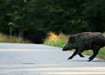 Viareggio, investe con l’auto un cinghiale e finisce contro un albero: morto 55enne
