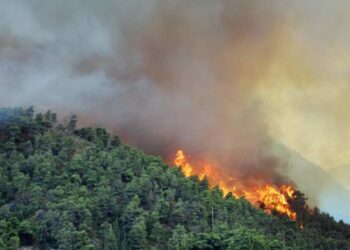 Arci Caccia Ischia, Capri, Procida e Carabinieri: intesa contro gli incendi boschivi