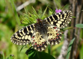 Isola d’Elba, gli ungulati minacciano una rara farfalla: lo rivela uno studio
