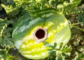 A Ravenna lepri e nutrie stanno decimando le angurie, l’allarme degli agricoltori