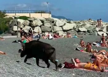 Morsa da un cinghiale in spiaggia nel Genovese, antirabbica per una donna