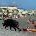 Morsa da un cinghiale in spiaggia nel Genovese, antirabbica per una donna