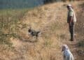 A Collacchioni il Campionato Assoluto per cani da ferma e da cerca