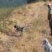 A Collacchioni il Campionato Assoluto per cani da ferma e da cerca