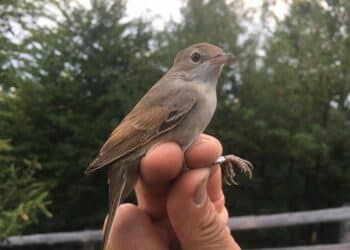 La stazione di inanellamento Bocca di Caset è tornata operativa