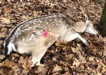 CONARMI organizza un corso dedicato alla telenarcosi