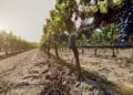 Veneto, modificata legge venatoria a tutela impianti di irrigazione a goccia nei vigneti e oliveti