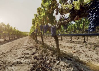 Veneto, modificata legge venatoria a tutela impianti di irrigazione a goccia nei vigneti e oliveti