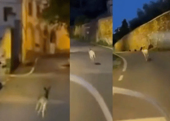 Firenze, inseguono in scooter un capriolo: denunciati due giovani