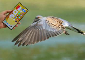 Umbria, sì alla caccia alla tortora in pre-apertura ma soltanto dove prende il cellulare