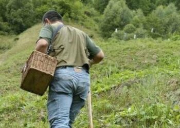Liguria, per il monitoraggio della Peste Suina ci si affiderà a cercatori di funghi e tartufi