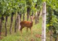 I caprioli si dissetano con gli acini d’uva in Toscana, CIA: “Vigneti devastati ma caccia chiusa fino al 15 agosto”
