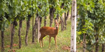 I caprioli si dissetano con gli acini d’uva in Toscana, CIA: “Vigneti devastati ma caccia chiusa fino al 15 agosto”