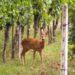 I caprioli si dissetano con gli acini d’uva in Toscana, CIA: “Vigneti devastati ma caccia chiusa fino al 15 agosto”