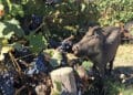 Colli Euganei, vendemmia anticipata per colpa dei cinghiali