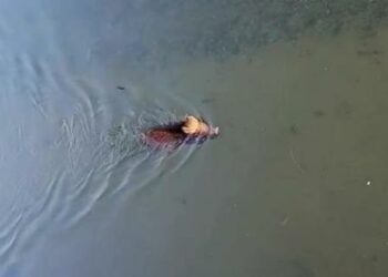 Cinghiale nuota nella Darsena a Milano, recuperato dai vigili del fuoco