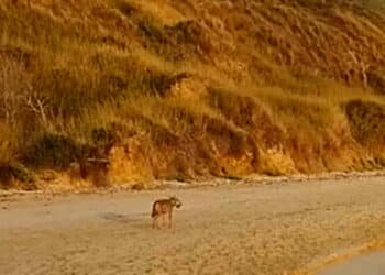 Vasto, donna morsa da un lupo mentre si trovava in spiaggia