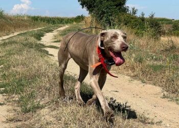 BELLFOR: alimenti professionali per cani specifici per migliorare salute e prestazioni