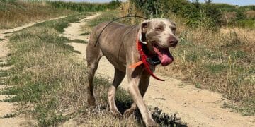 BELLFOR: alimenti professionali per cani specifici per migliorare salute e prestazioni