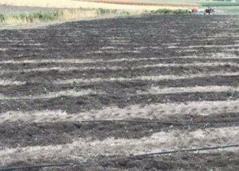 I cinghiali devastano i campi di broccoletti nel Foggiano: sono oltre 250mila in Puglia