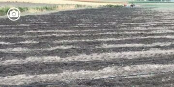 I cinghiali devastano i campi di broccoletti nel Foggiano: sono oltre 250mila in Puglia