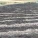 I cinghiali devastano i campi di broccoletti nel Foggiano: sono oltre 250mila in Puglia