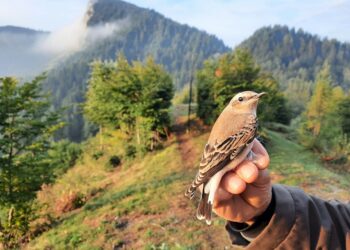 Bocca di Caset, inanellati 1600 uccelli di 53 specie diverse