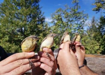 Inanellamento Caset, il picco dei migratori transahariani comincia a sfumare