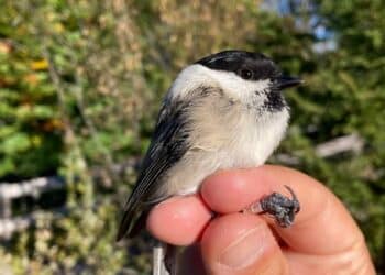 Bocca di Caset,  inanellato un esemplare di cincia alpestre