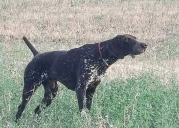 Coppa Italia a Collacchioni, l’antipasto dei Campionati del Mondo 2022