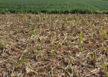 Nel Vicentino i cinghiali hanno devastato un campo di mais di 18mila mq