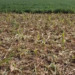 Nel Vicentino i cinghiali hanno devastato un campo di mais di 18mila mq