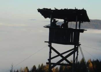 Cinghiali: la Provincia di Padova installa le altane e prosegue il contrasto