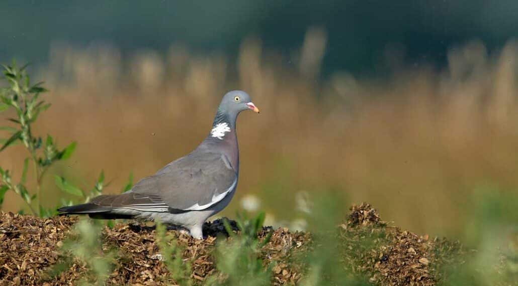 Caccia in Sicilia, novità per quel che riguarda il colombaccio